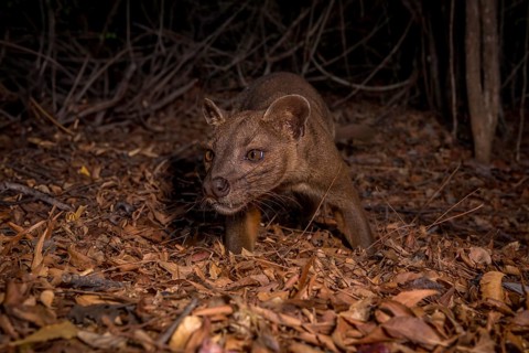 Fossa