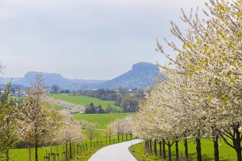 Cherry avenue on the Adamsberg with a view of the Koenigstein Fortress and the Lilienstein