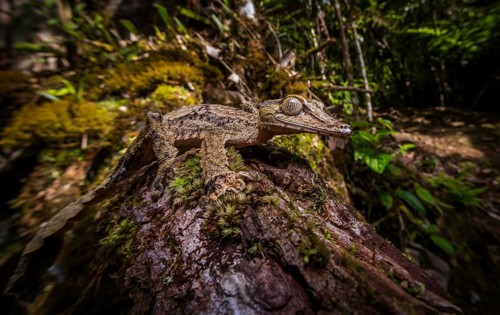 Leaf-tailed gecko