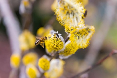 Bees gather nectar on willow catkins in the first warm rays of sunshine