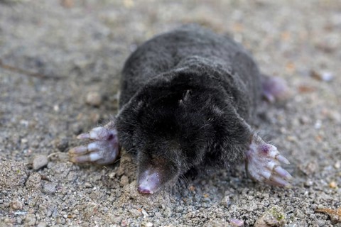 European mole