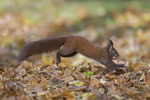 Eurasian red squirrel