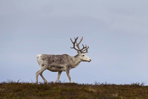 White Reindeer