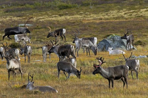 Reindeer