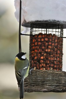 Great tit