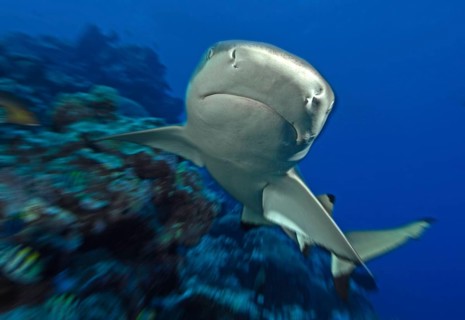 Dynamic photo of large grey reef shark
