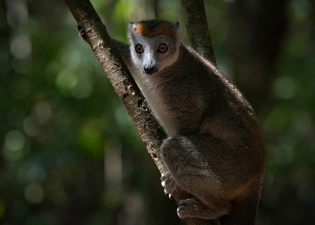 Crowned lemur