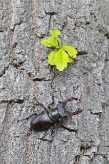 European stag beetle