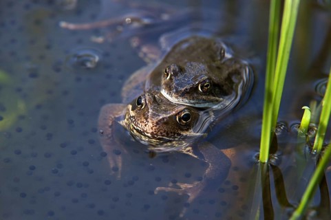 European common brown frogs