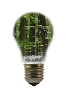 Trees in spring forest inside incandescent lamp