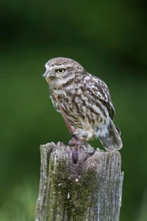 Ringed little owl