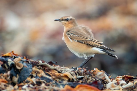 Northern Wheatear