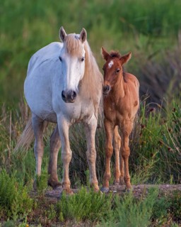White mare with brown foal
