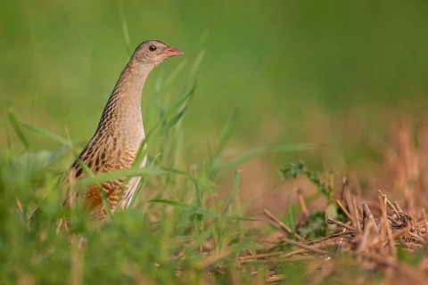 Corn crake