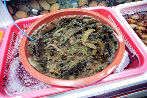 Sea cucumbers