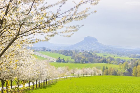 Cherry avenue on the Adamsberg with a view of the Koenigstein Fortress and the Lilienstein