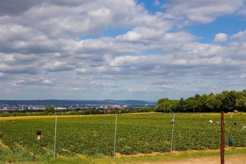 Strawberry self-picking in a field in Altfranken