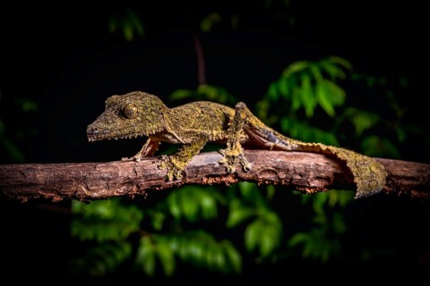 New description Leaf-tailed gecko