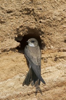 European sand martin