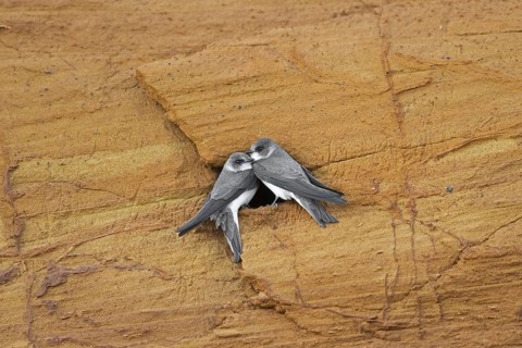 Couple of sand martins