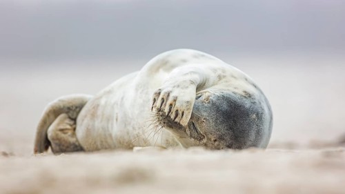 Harbor seal