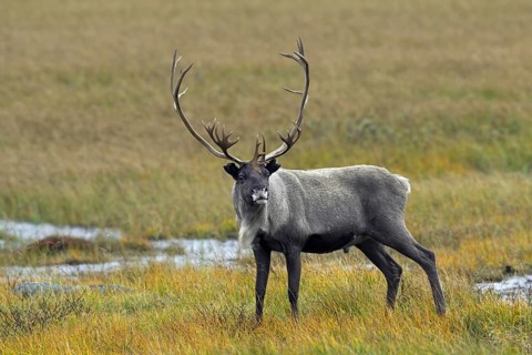 Reindeer