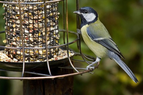 Great Tit