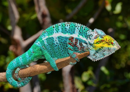 Panther chameleon
