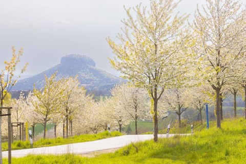 Cherry avenue on the Adamsberg with a view of the Koenigstein Fortress and the Lilienstein