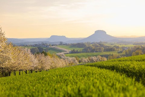 Cherry avenue on the Adamsberg with a view of the Koenigstein Fortress and the Lilienstein