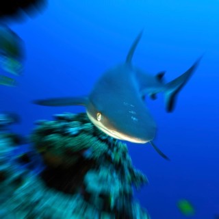 Dynamic photo of large grey reef shark