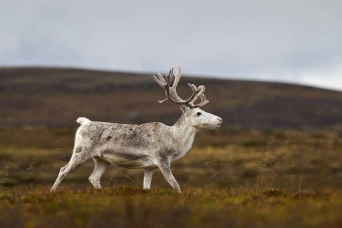 White Reindeer