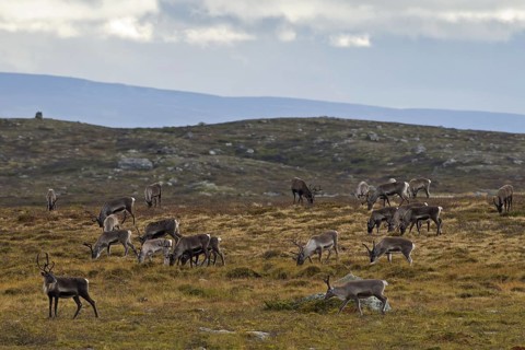 Reindeer