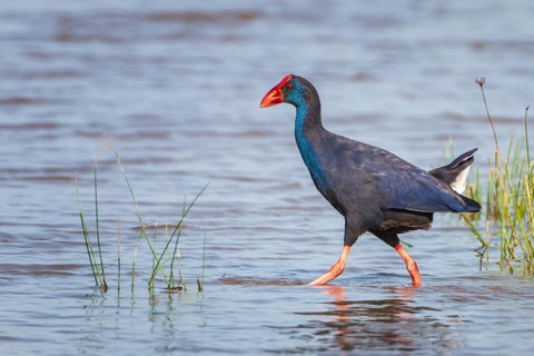Grey-headed swamphen