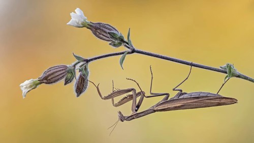 European mantis