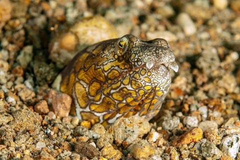 Napoleon snake eel