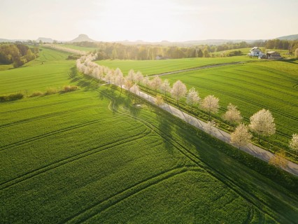 Cherry avenue on the Adamsberg with a view of the Koenigstein Fortress and the Lilienstein