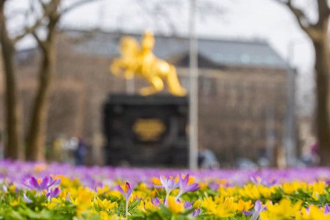 Thousands of crocuses and winter roses are in bloom around the Golden Rider at Neustaedter Markt and are a popular photo motif