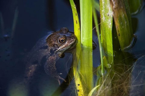European common brown frog