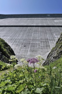 Mountain flowers in front of the Barrage de la Grande Dixence