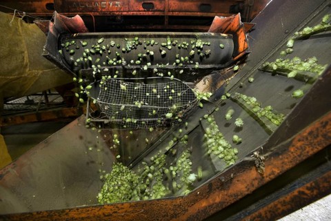 Harvesting of hops
