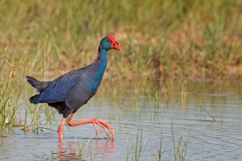 Grey-headed swamphen