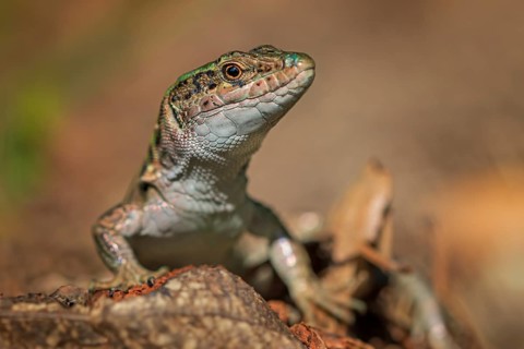 Sand lizard