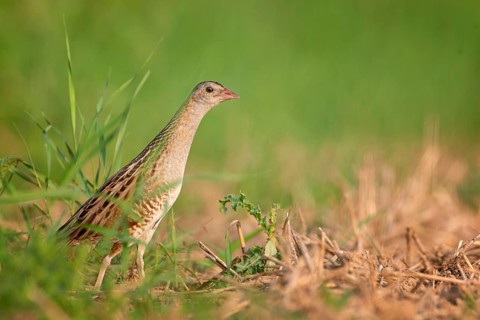 Corn crake