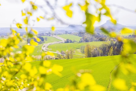 Cherry avenue on the Adamsberg with a view of the Koenigstein Fortress and the Lilienstein