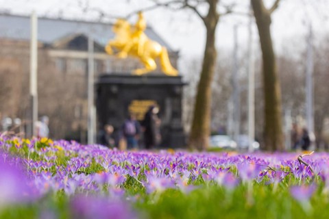 Thousands of crocuses and winter roses are in bloom around the Golden Rider at Neustaedter Markt and are a popular photo motif