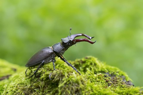European stag beetle