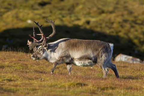Svalbard reindeer