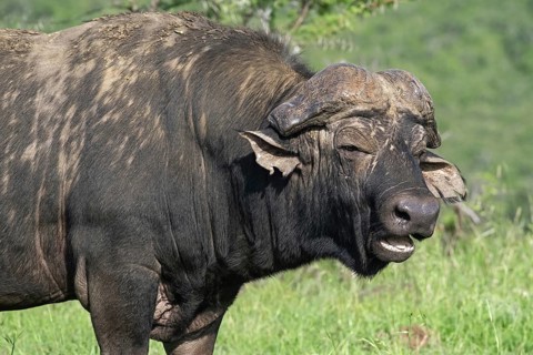 African Cape buffalo