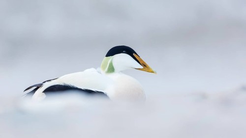 Common Eider